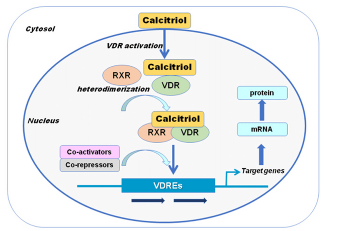 Vitamin d, calcium and spike protein – a trilogy of trouble?