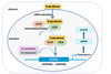 Vitamin d, calcium and spike protein – a trilogy of trouble?